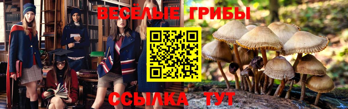 Братск  Псилоцибиновые грибы MAGIC MUSHROOMS  Псилоцибиновые грибы Psilocybine cubensis  Вход с VPN 